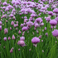 Chives-1