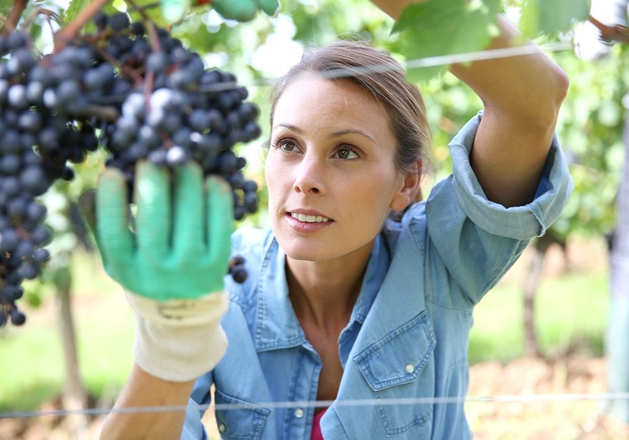 Low FODMAP Fruits - Grapes