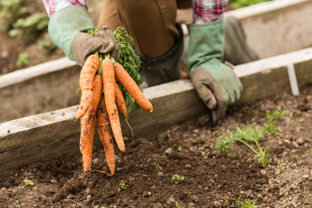 Low FODMAP Vegetables - Carrots