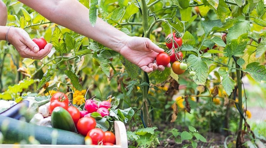 picking-tomatoes-in-garden