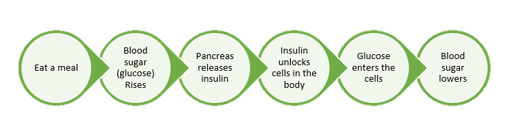 Prediabetes: normal insulin process